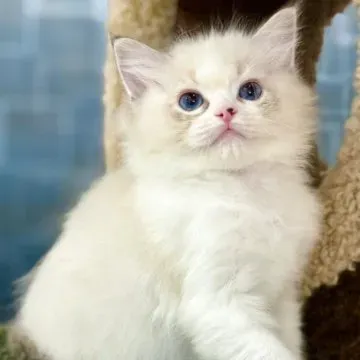 猫 ブリーダー 検索：【必見】信頼できる優良ブリーダーを見つける完全ステップ【保存版】
